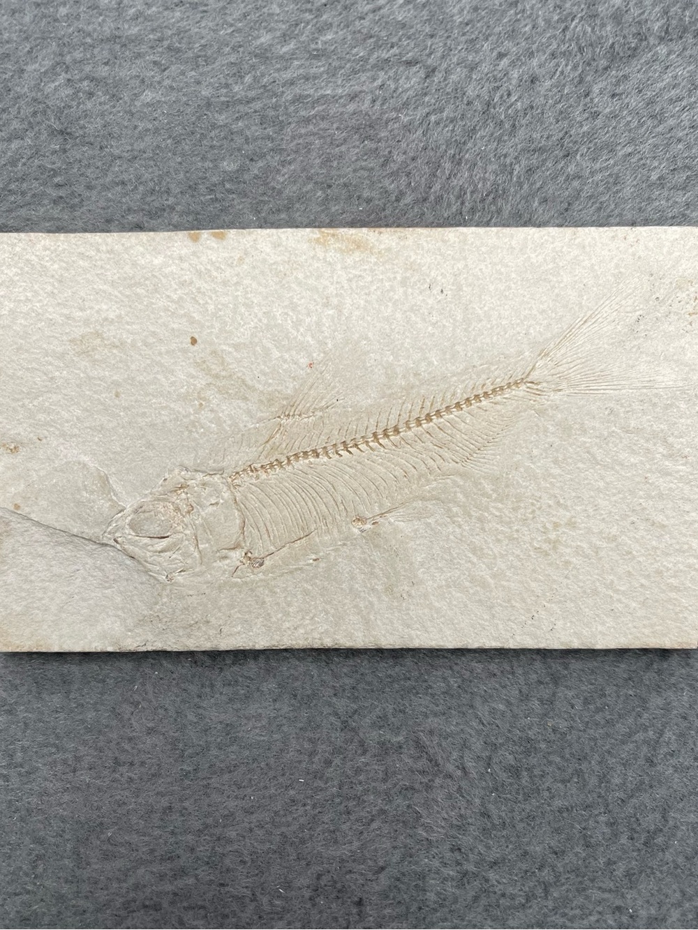Unprepared Fossil Fish Ancient High Detail Green River Formation Wyoming Eocene
